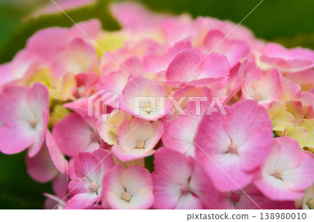 Hydrangea Hydrangea 138980010