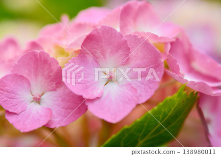 Hydrangea Hydrangea 138980011