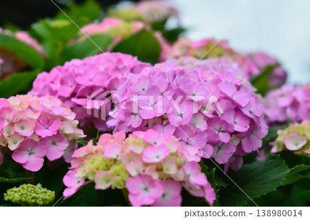 Hydrangea Hydrangea 138980014