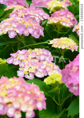 Hydrangea Hydrangea 138980028