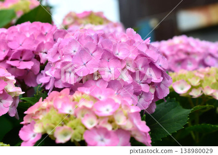 Hydrangea Hydrangea 138980029