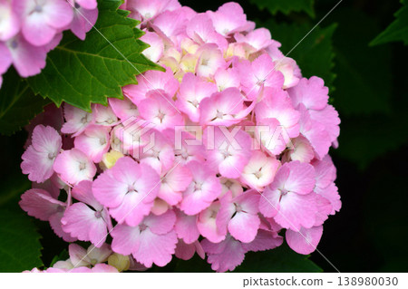 Hydrangea Hydrangea 138980030