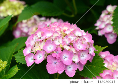 Hydrangea Hydrangea 138980031