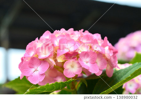 Hydrangea Hydrangea 138980032