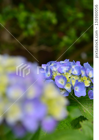 Hydrangea Hydrangea 138980056
