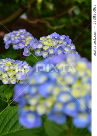 Hydrangea Hydrangea 138980065
