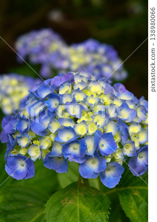 Hydrangea Hydrangea 138980066