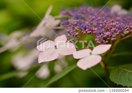Hydrangea Hydrangea 138980084