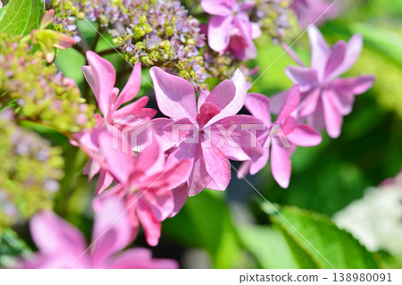 Hydrangea 138980091