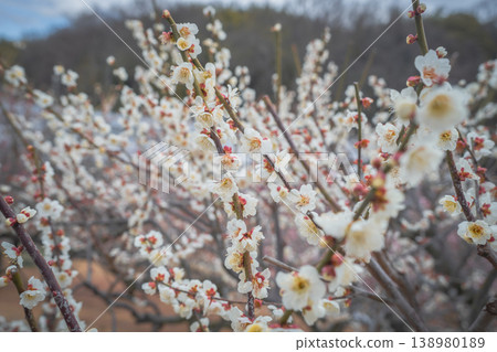 盛開的白梅花 盛開的白梅花 138980189