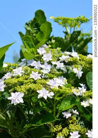 Hydrangea Hydrangea 138980322