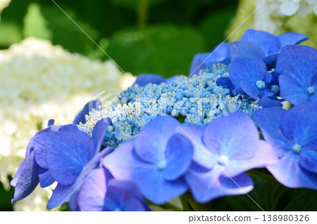 Hydrangea Hydrangea 138980326