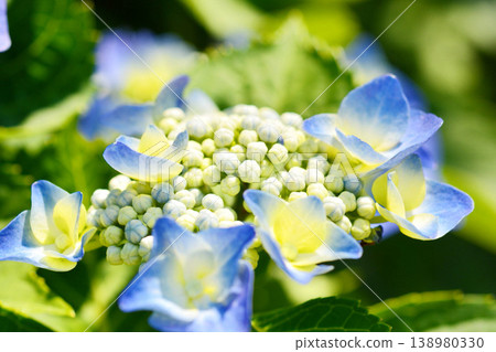 Hydrangea 138980330