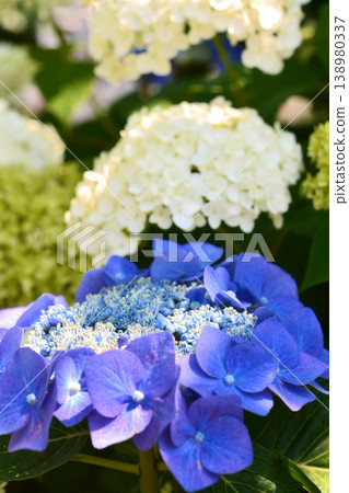Hydrangea Hydrangea 138980337