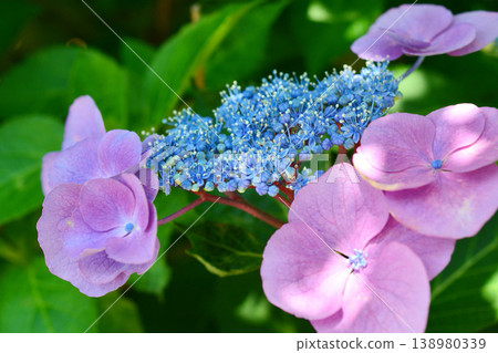 Hydrangea Hydrangea 138980339