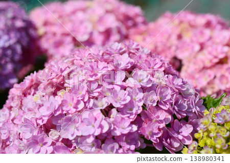 Hydrangea Hydrangea 138980341