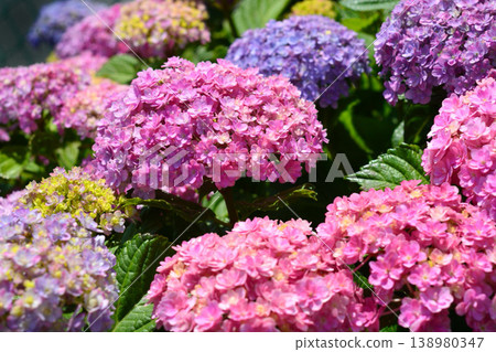 Hydrangea Hydrangea 138980347