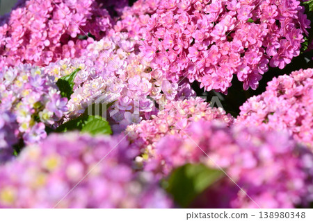Hydrangea Hydrangea 138980348