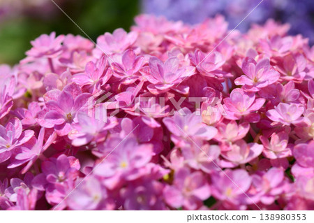Hydrangea Hydrangea 138980353