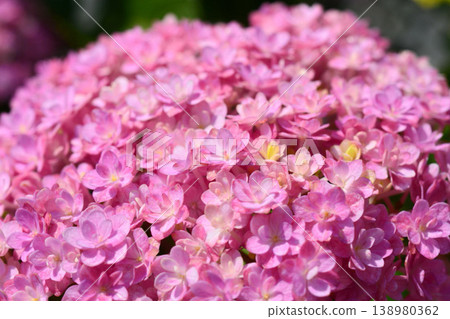 Hydrangea Hydrangea 138980362