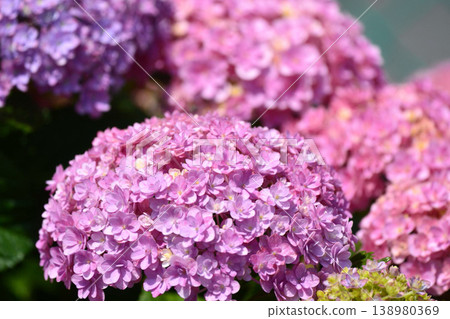 Hydrangea Hydrangea 138980369