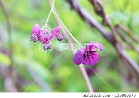 Akebia (Japanese vine) male and female flowers 138980570
