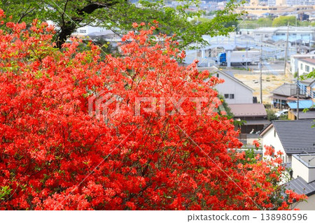 Azalea blooming hill Azalea blooming hill 138980596