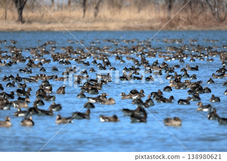 The northernmost stopover point for Greater White-fronted Geese in Japan: Miyajima Marsh, Hokkaido, April. 138980621
