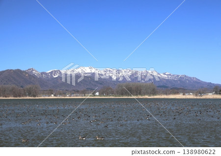 大白額雁在日本最北端的遷移中繼站:北海道宮島濕地,4月。 大白額雁在日本最北端的遷移中繼站:北海道宮島濕地,4月。 138980622
