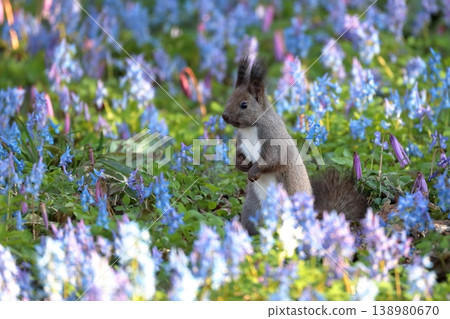 Ezo squirrels playing in a fairytale forest, Urausu Shrine, Hokkaido, April Ezo squirrels playing in a fairytale forest, Urausu Shrine, Hokkaido, April 138980670