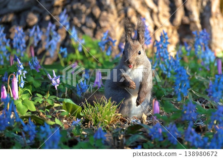 Ezo squirrels playing in a fairytale forest, Urausu Shrine, Hokkaido, April Ezo squirrels playing in a fairytale forest, Urausu Shrine, Hokkaido, April 138980672