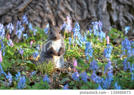 Ezo squirrels playing in a fairytale forest, Urausu Shrine, Hokkaido, April 138980673