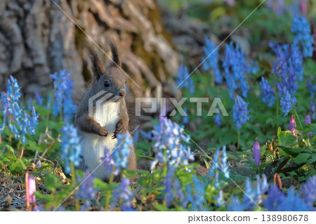 Ezo squirrels playing in a fairytale forest, Urausu Shrine, Hokkaido, April Ezo squirrels playing in a fairytale forest, Urausu Shrine, Hokkaido, April 138980678