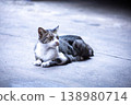 View of Gray Abandoned cat are sleeping, focus selective 138980714