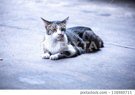 View of Gray Abandoned cat are sleeping, focus selective 138980715