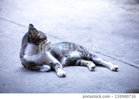 View of Gray Abandoned cat are sleeping, focus selective View of Gray Abandoned cat are sleeping, focus selective 138980716