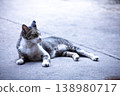 View of Gray Abandoned cat are sleeping, focus selective 138980717