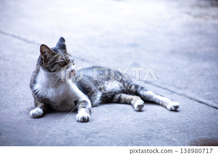 View of Gray Abandoned cat are sleeping, focus selective 138980717