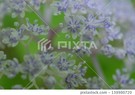 小繡球花(Hydrangea macrophylla)的特寫:淡紫色花瓣和莖稈的美麗交相輝映。 小繡球花(Hydrangea macrophylla)的特寫:淡紫色花瓣和莖稈的美麗交相輝映。 138980720