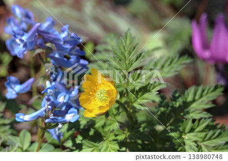 A display of Adonis amurensis, Corydalis ambigua, and Erythronium japonicum, heralding spring in the northern regions, at Urausu Shrine in April. A display of Adonis amurensis, Corydalis ambigua, and Erythronium japonicum, heralding spring in the northern regions, at Urausu Shrine in April. 138980748