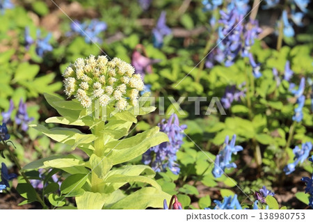 Butterbur sprouts and Corydalis ambigua bloom together, heralding spring in the northern regions. Urausu Shrine, April. Butterbur sprouts and Corydalis ambigua bloom together, heralding spring in the northern regions. Urausu Shrine, April. 138980753