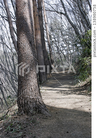 陽光灑在東北地區的日本赤松（Pinus densiflora）森林上，景色迷人。 138980758