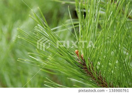 Fresh, vibrant leaves of Japanese red pine (Pinus densiflora) in Tohoku region. Fresh, vibrant leaves of Japanese red pine (Pinus densiflora) in Tohoku region. 138980761
