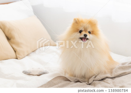 一隻博美犬在床上放鬆休息 138980784