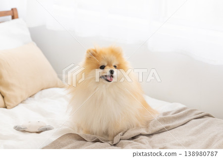 A Pomeranian relaxing in bed 138980787