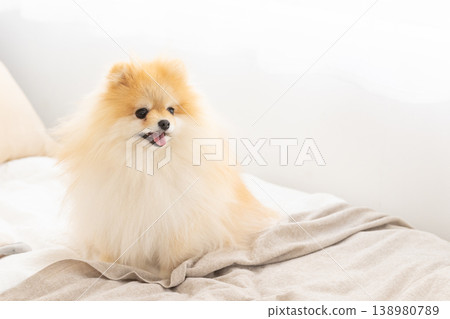 一隻博美犬在床上放鬆休息 138980789