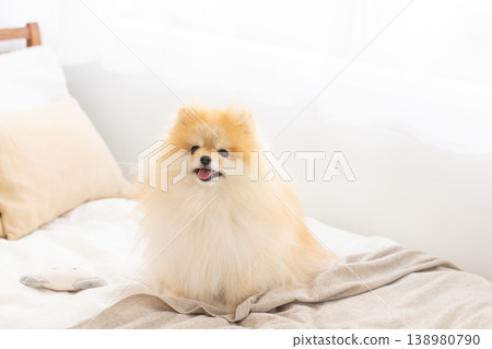 A Pomeranian relaxing in bed 138980790