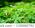 Early summer, fresh green maple leaves 138980792