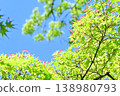 Fresh greenery shining against the blue sky 138980793