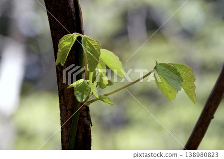 Young leaves of Akebia trifoliata in dappled sunlight, Tohoku region. 138980823